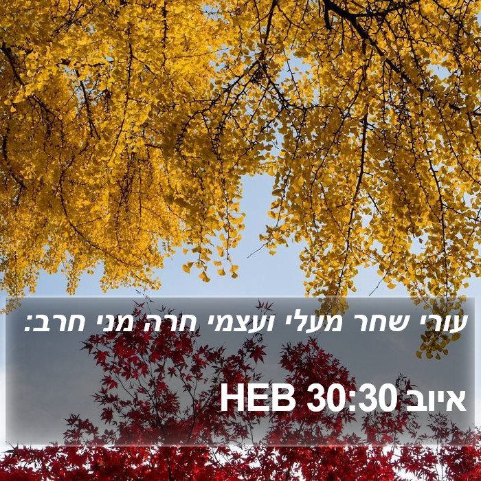 איוב 30:30 HEB Bible Study