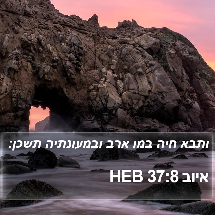 איוב 37:8 HEB Bible Study