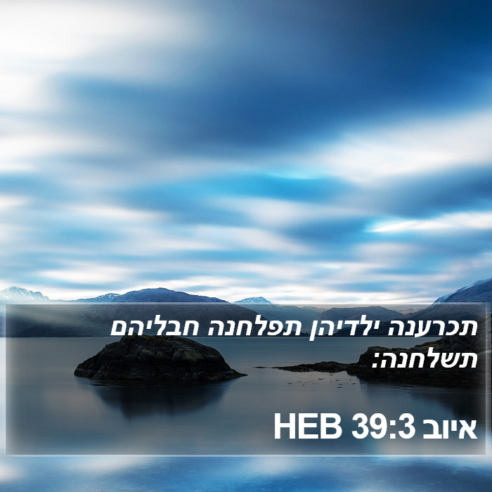 איוב 39:3 HEB Bible Study