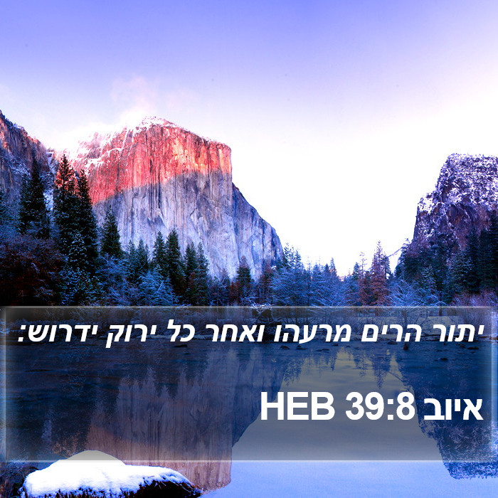 איוב 39:8 HEB Bible Study