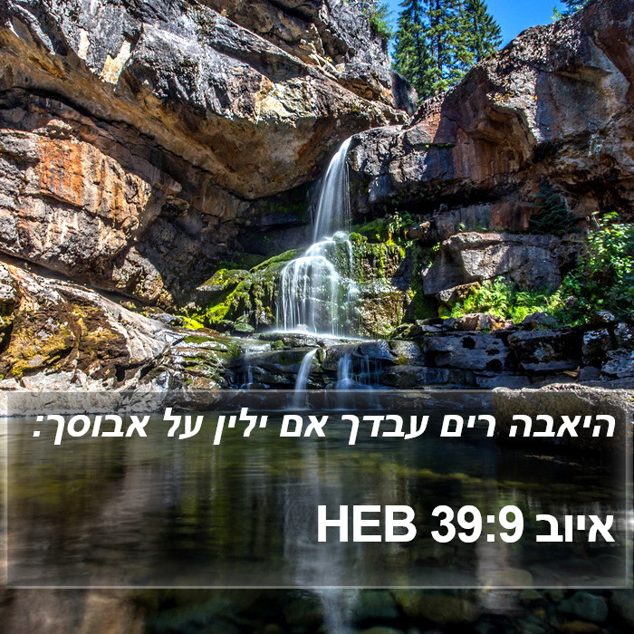 איוב 39:9 HEB Bible Study