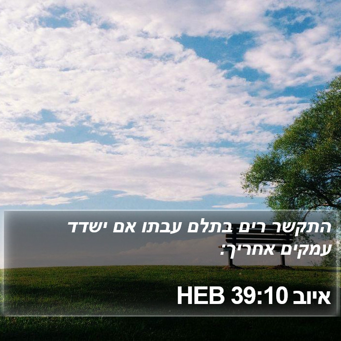 איוב 39:10 HEB Bible Study