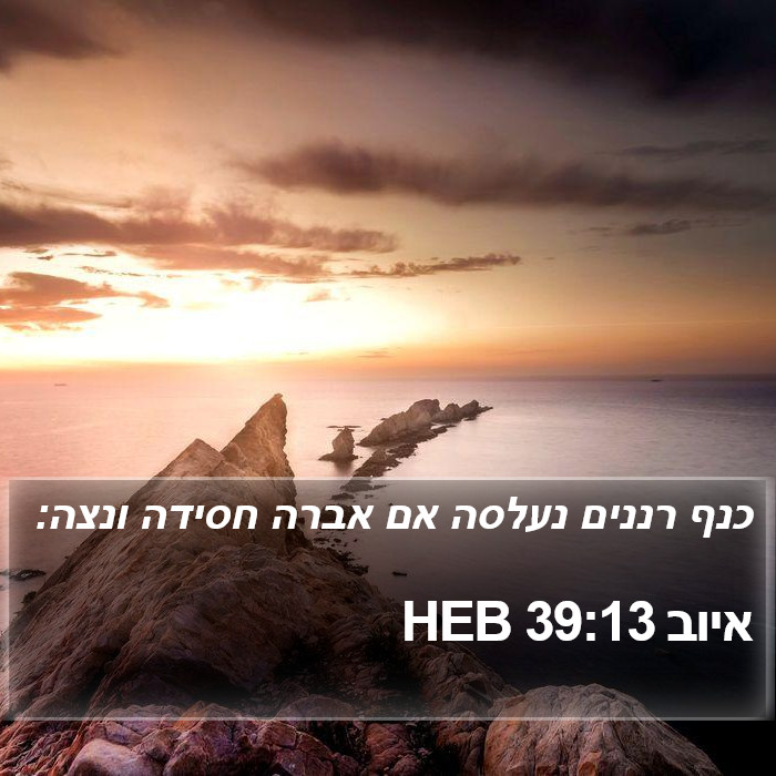 איוב 39:13 HEB Bible Study