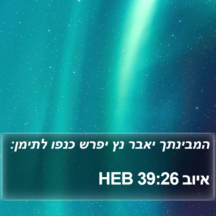 איוב 39:26 HEB Bible Study