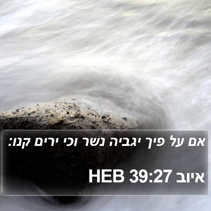 איוב 39:27 HEB Bible Study