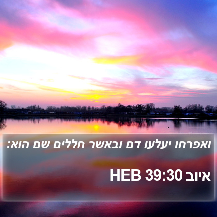 איוב 39:30 HEB Bible Study