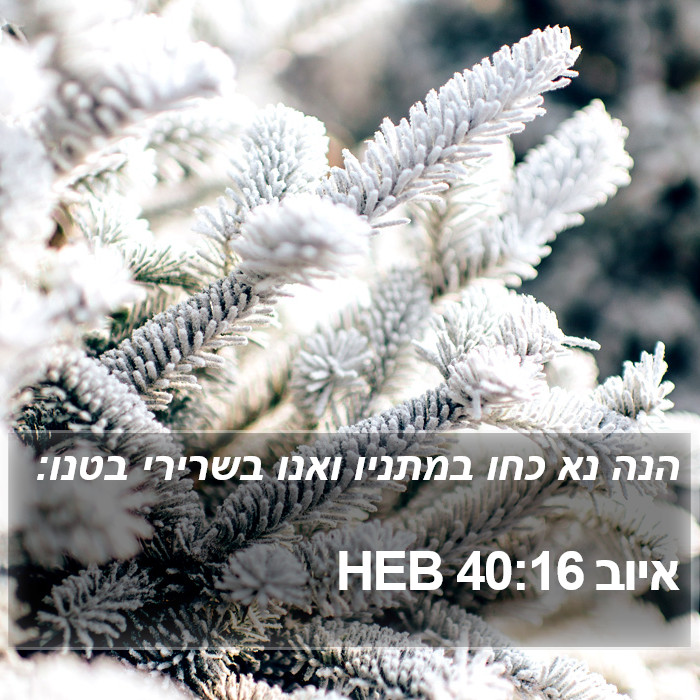 איוב 40:16 HEB Bible Study