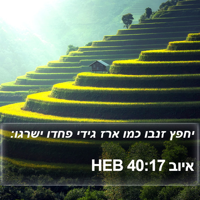 איוב 40:17 HEB Bible Study