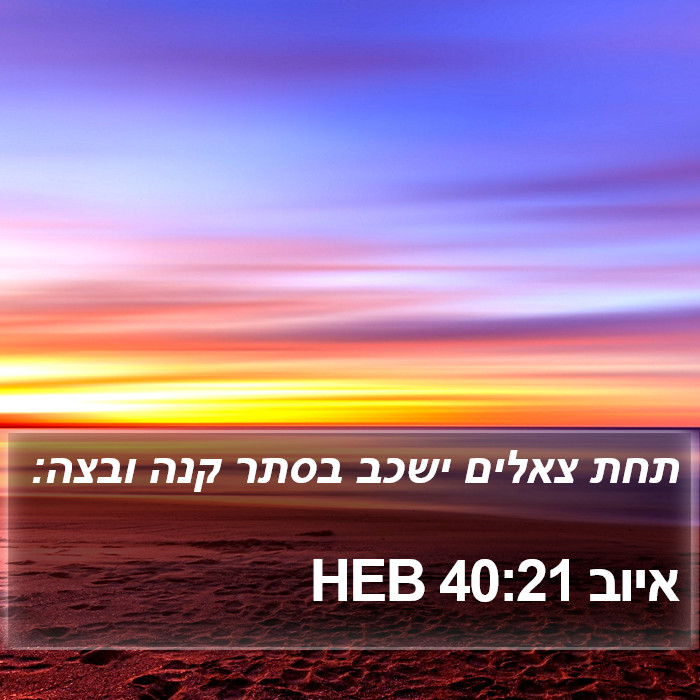 איוב 40:21 HEB Bible Study