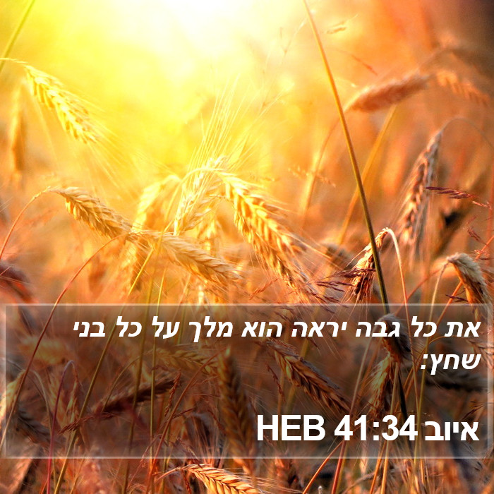 איוב 41:34 HEB Bible Study