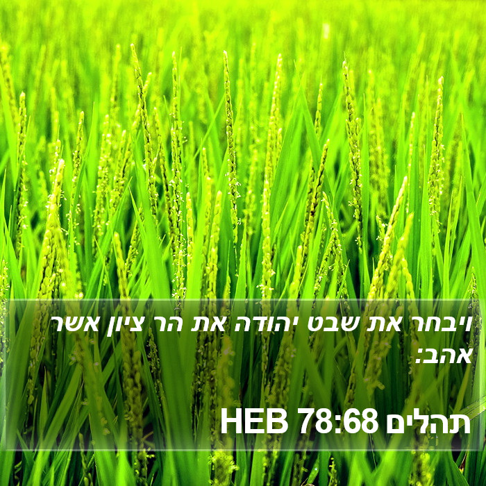 תהלים 78:68 HEB Bible Study