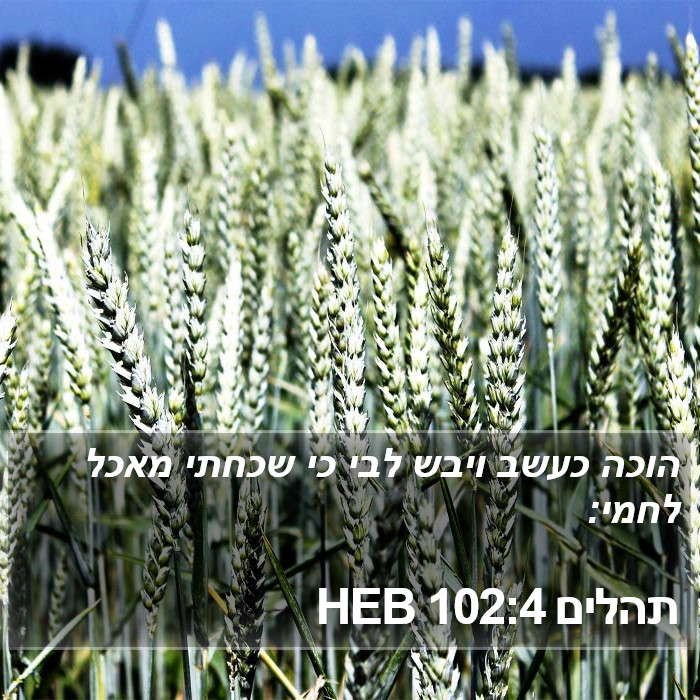 תהלים 102:4 HEB Bible Study