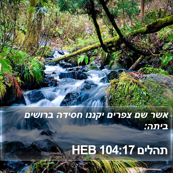 תהלים 104:17 HEB Bible Study