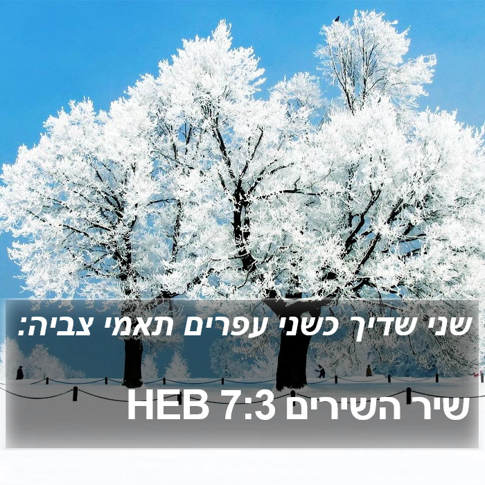 שיר השירים 7:3 HEB Bible Study