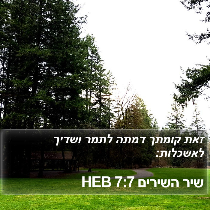 שיר השירים 7:7 HEB Bible Study