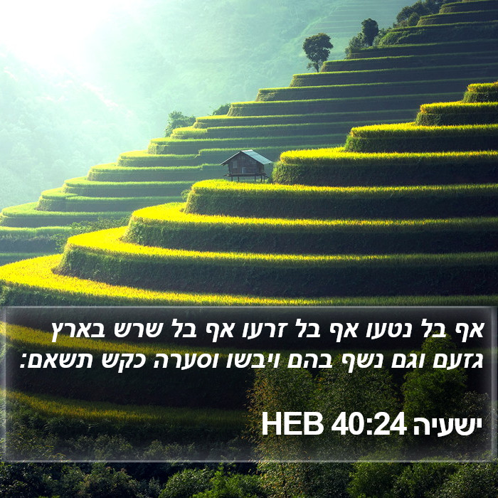 ישעיה 40:24 HEB Bible Study