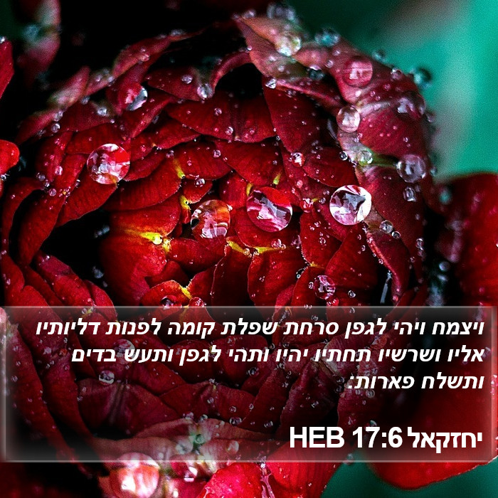 יחזקאל 17:6 HEB Bible Study