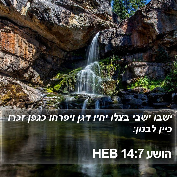 הושע 14:7 HEB Bible Study