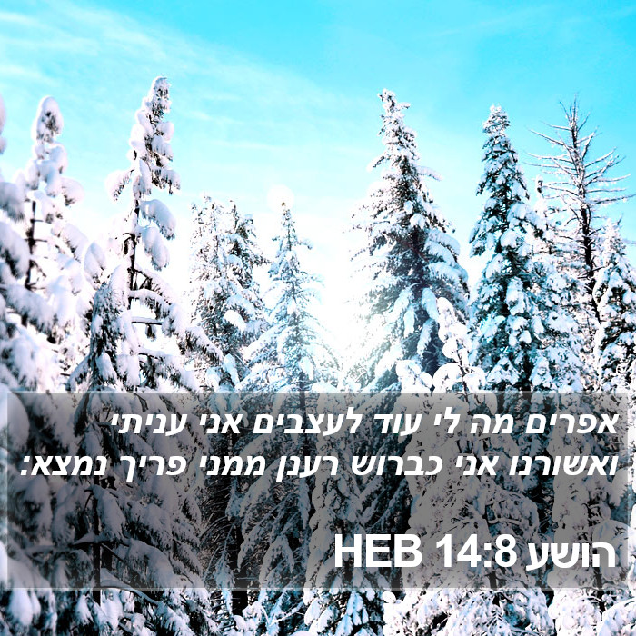 הושע 14:8 HEB Bible Study