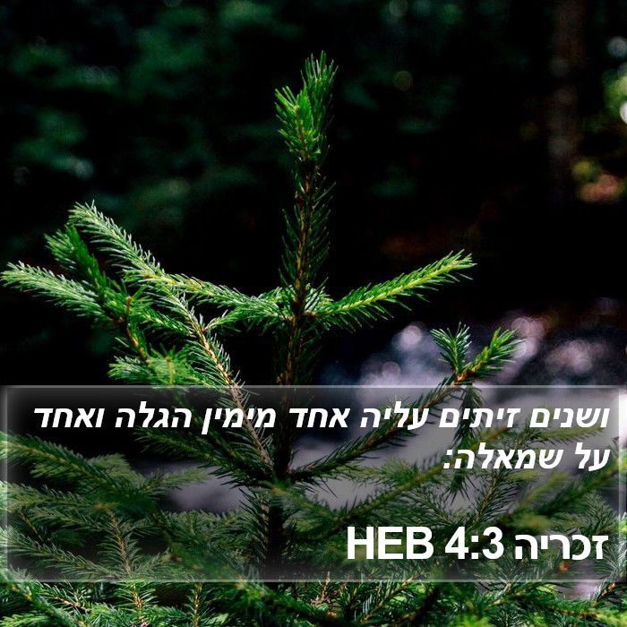 זכריה 4:3 HEB Bible Study