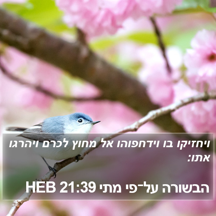 הבשורה על־פי מתי 21:39 HEB Bible Study